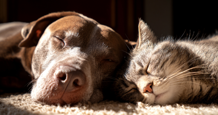8 Unique Home Décor Gifts for Dog and Cat Lovers